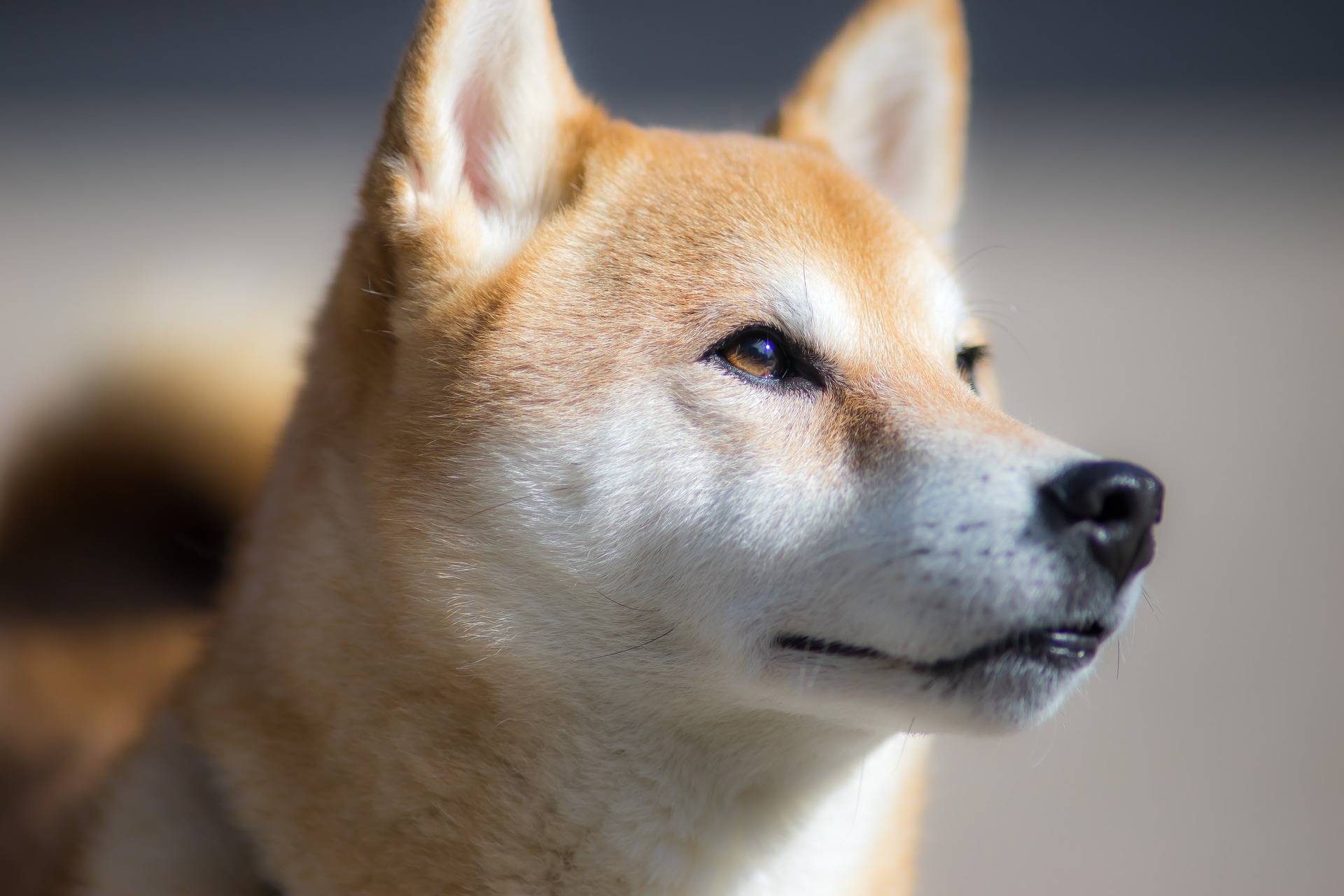 shiba-inu